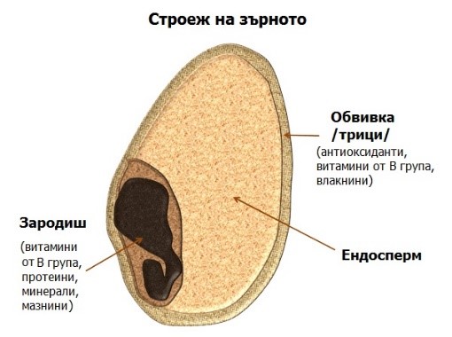 Семена